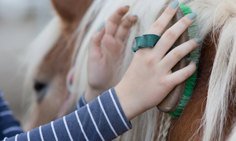 hands grooming a horse