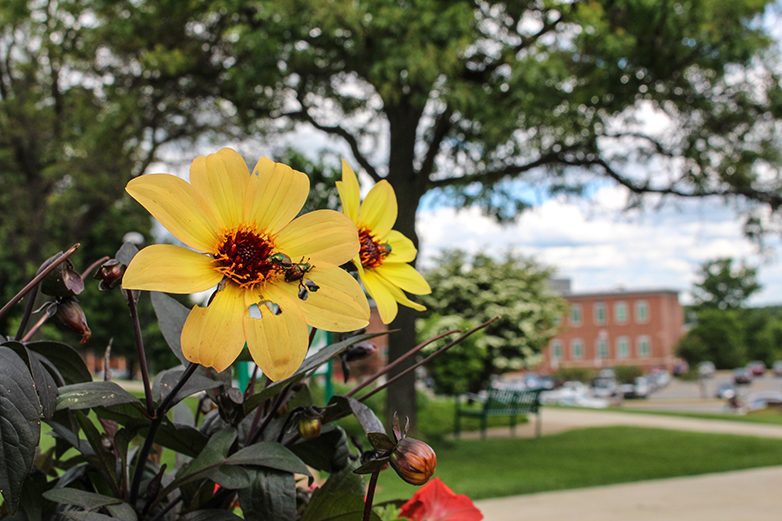 flowers on campus