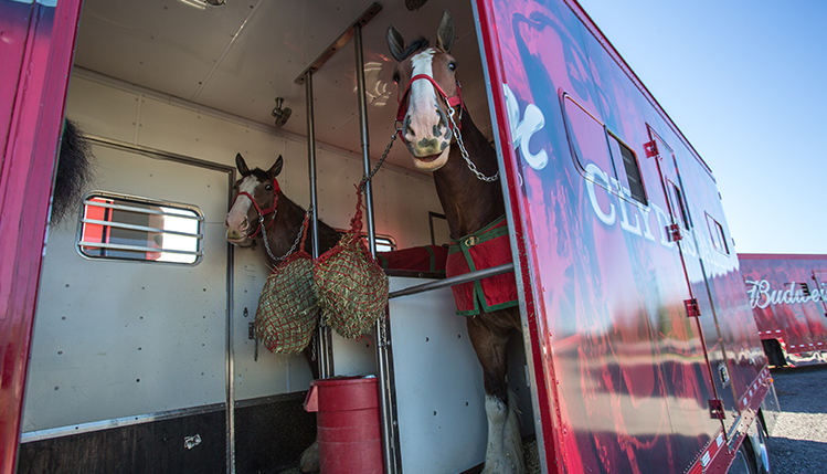 Horses in trailer