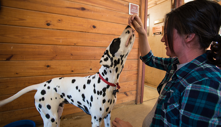 Woman playing with dalmation
