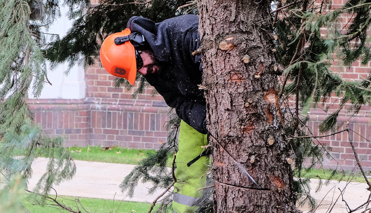 Workers cutting tree