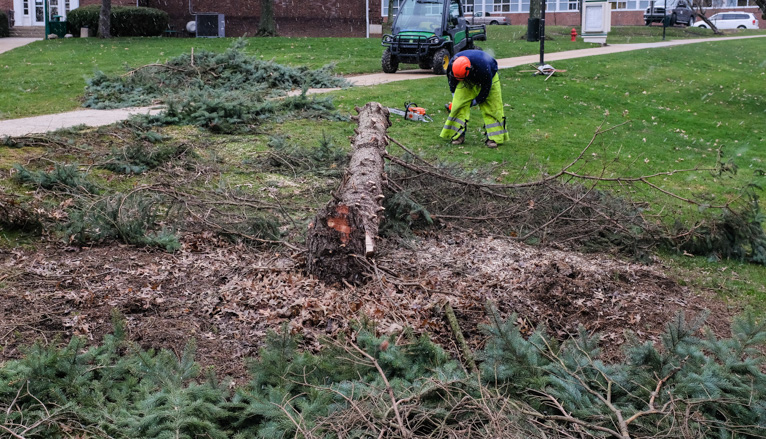 Workers cutting tree