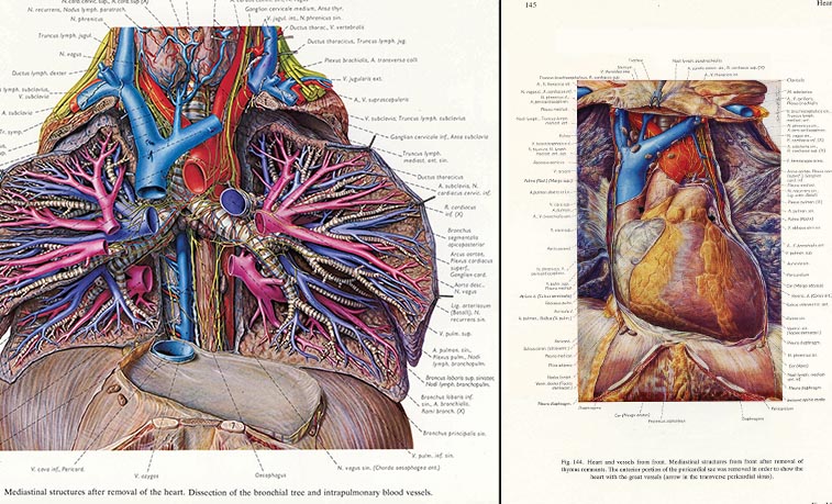 Examples fo the detailed medical illustrations