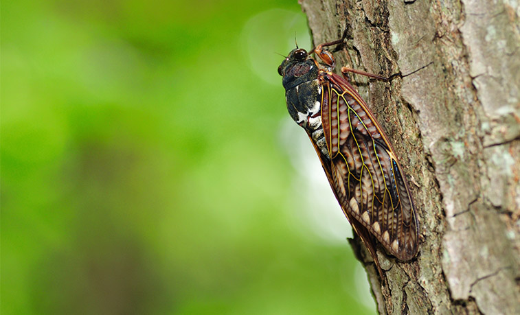 Cicada on a tree