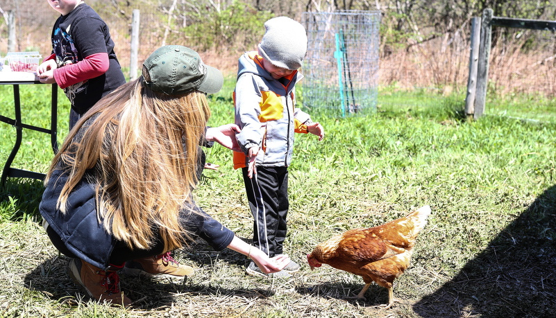 kids feeding chickens