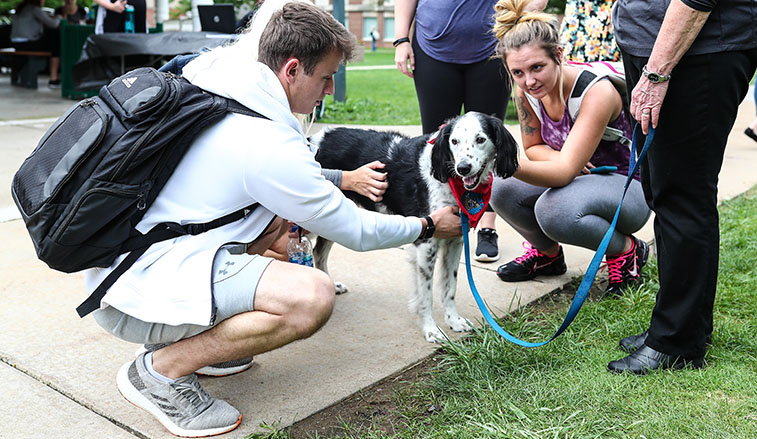 Therapy dogs in the quad