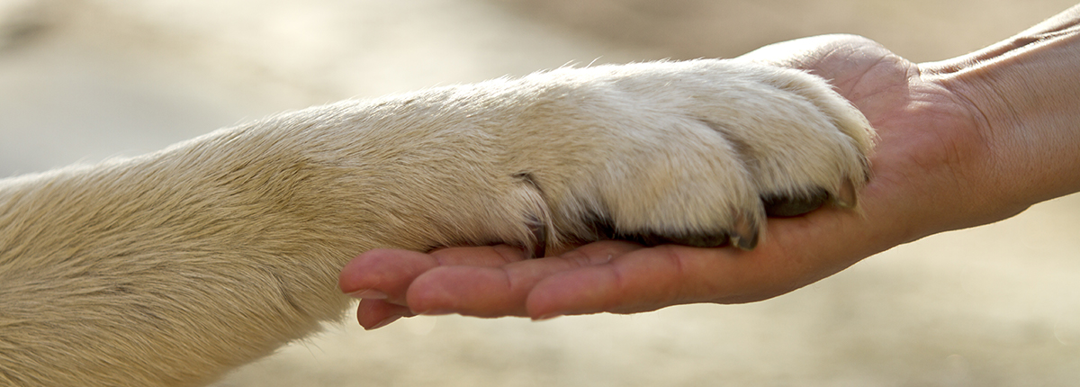 image of a dog paw resting on an open human palm of hand