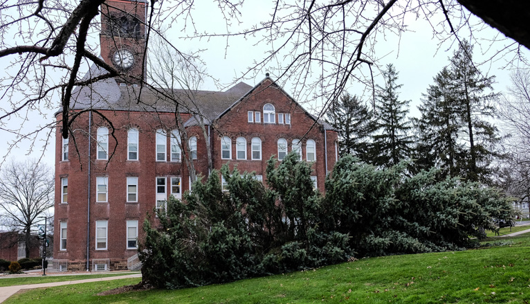 Pine tree blown down