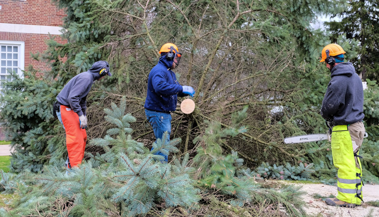 Workers cutting tree