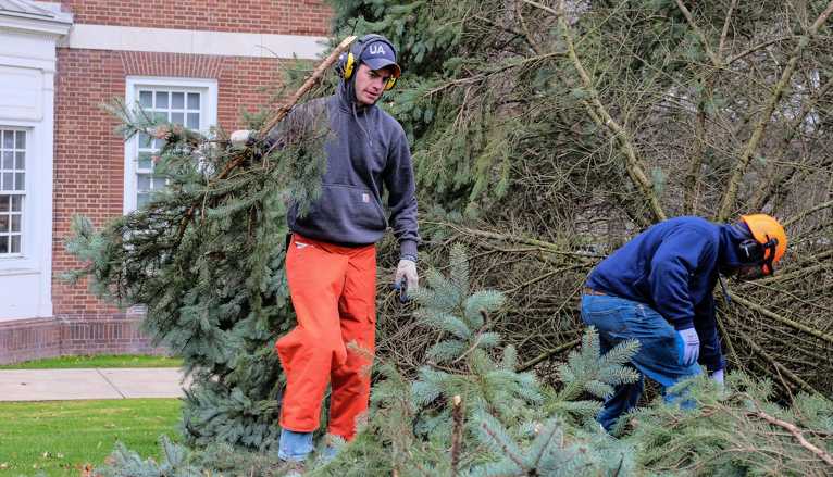 Workers cutting tree