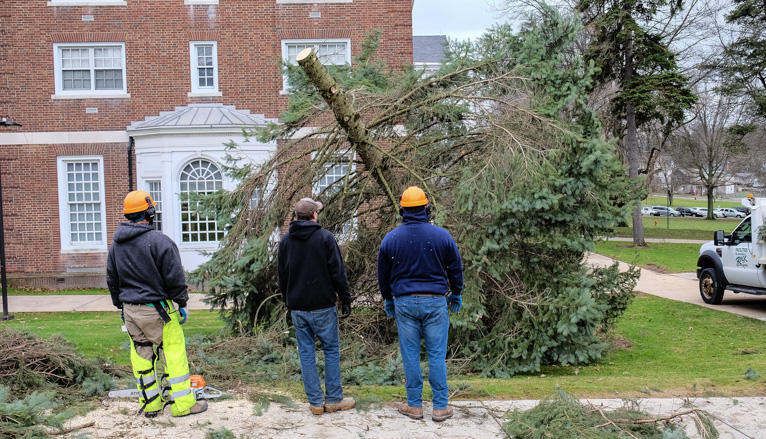 Workers cutting tree