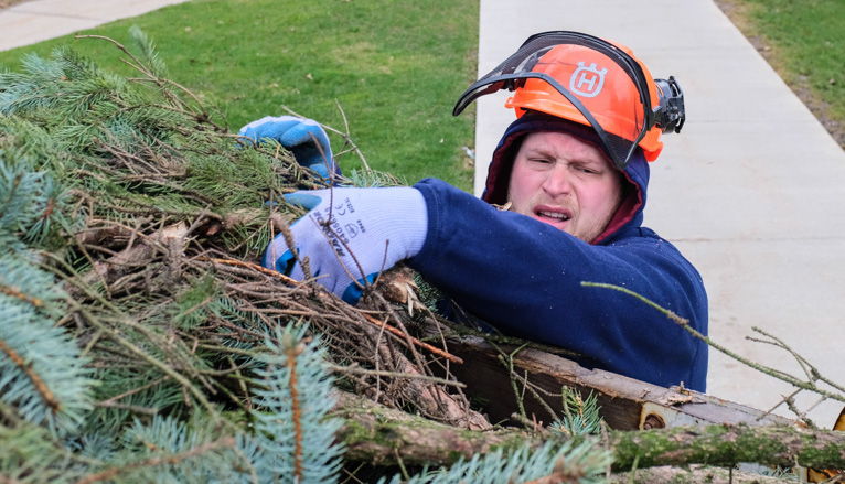 Workers cutting tree