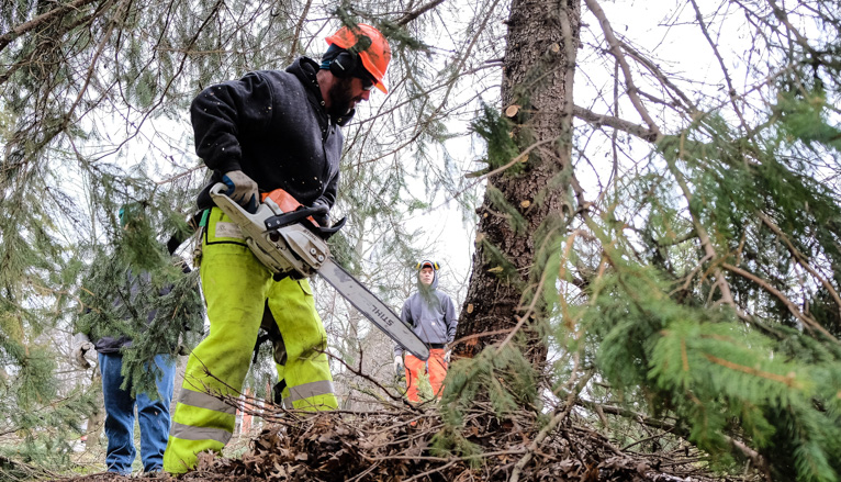 Workers cutting tree