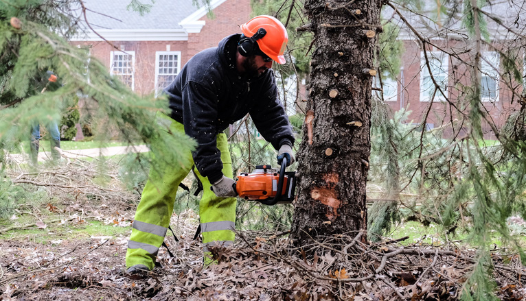 Workers cutting tree