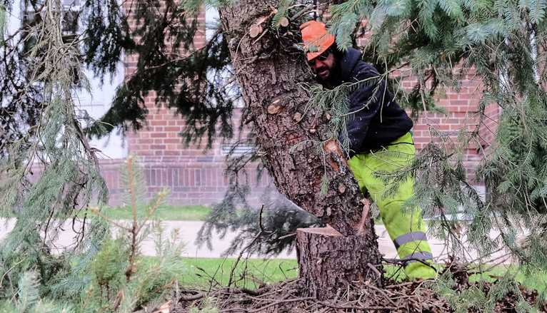 Workers cutting tree