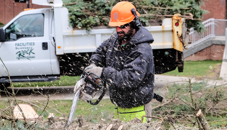 Workers cutting tree