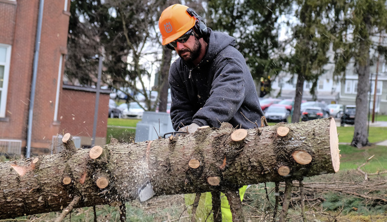 Workers cutting tree