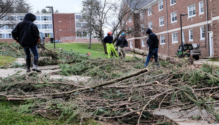 Workers cutting tree