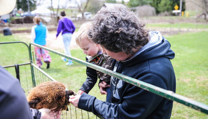 Boy feeding an alpaca