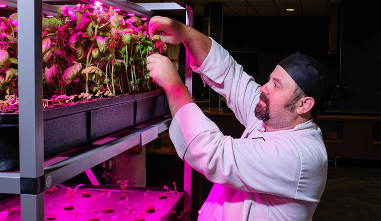 Chef Ryan harvests fresh Basil