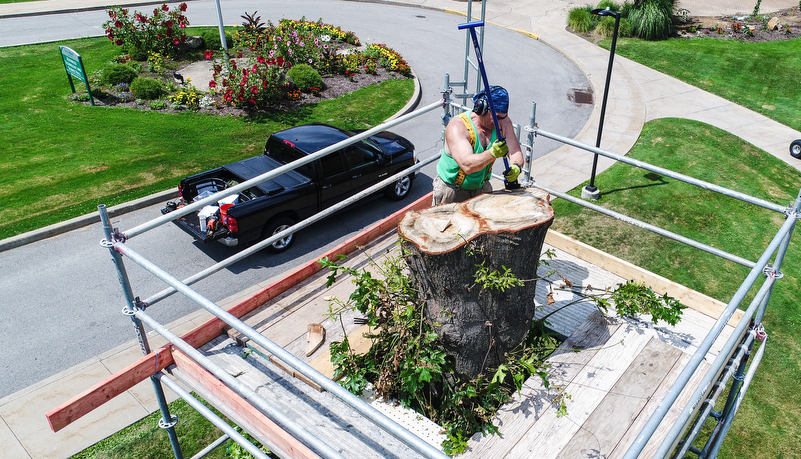 Professor carving a tree trunk