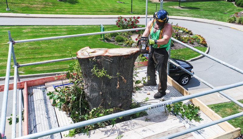 Professor carving a tree trunk