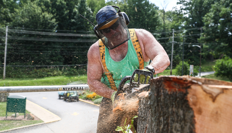 Professor carving a tree trunk