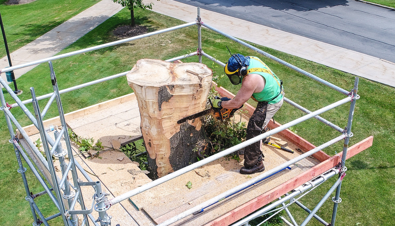 Professor carving a tree trunk