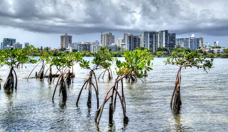 Puerto Rico Skyline