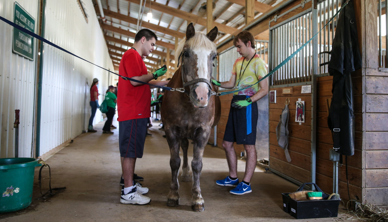 Campers with horses