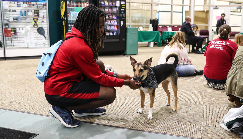 Man petting a brown and black dog