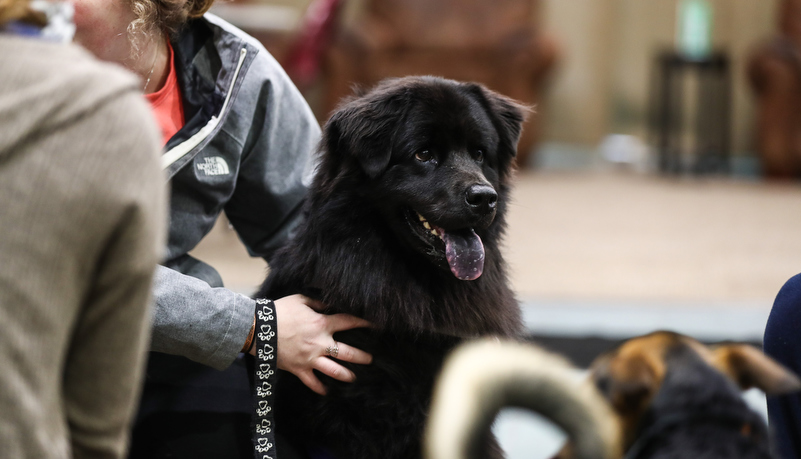 Big fluffy black dog with his tongue out