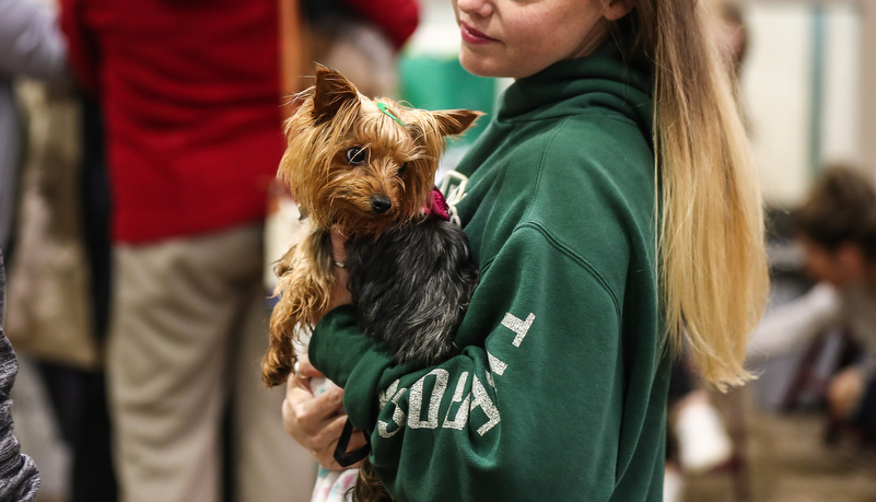 Woman holding a little brown dog