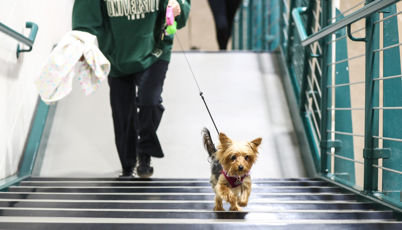 A little dog running up the stairs