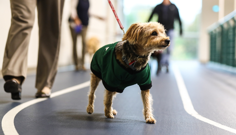 dog walking on the track