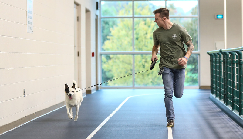 dog running on the track with his owner