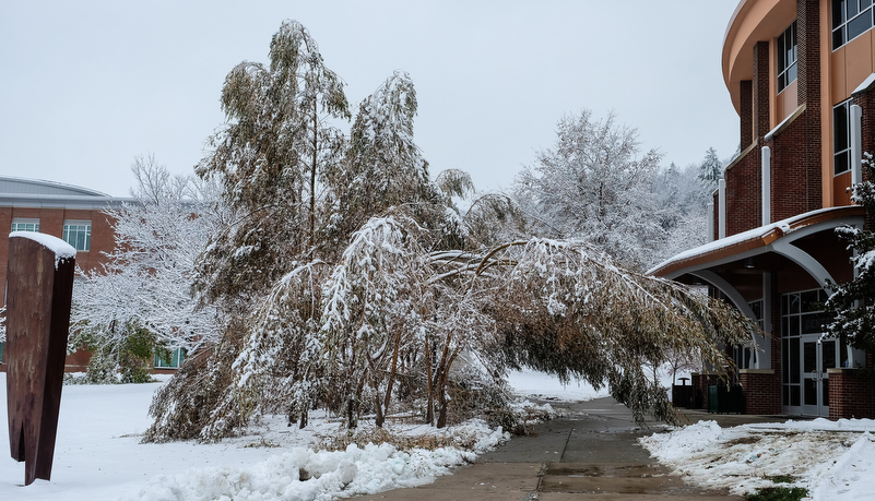 Damged trees in front of Vincent Science Building