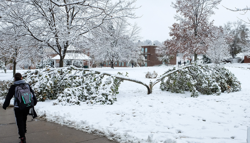 Damged trees in front of the library