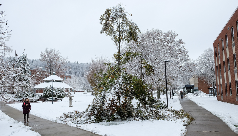 Damged trees in front of the library