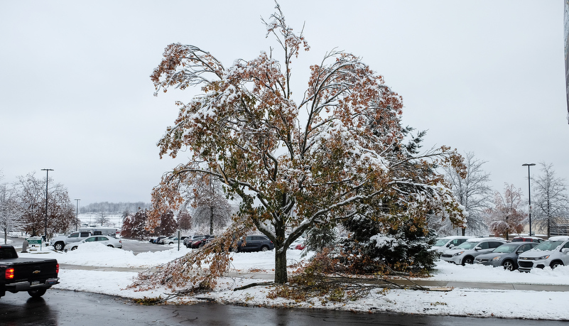 Damged trees in front of the library