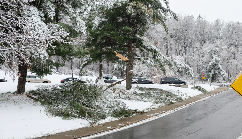 Damged trees in front of the field house