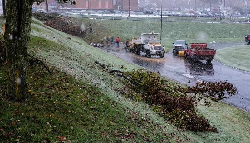 Facilities starts removing damaged trees