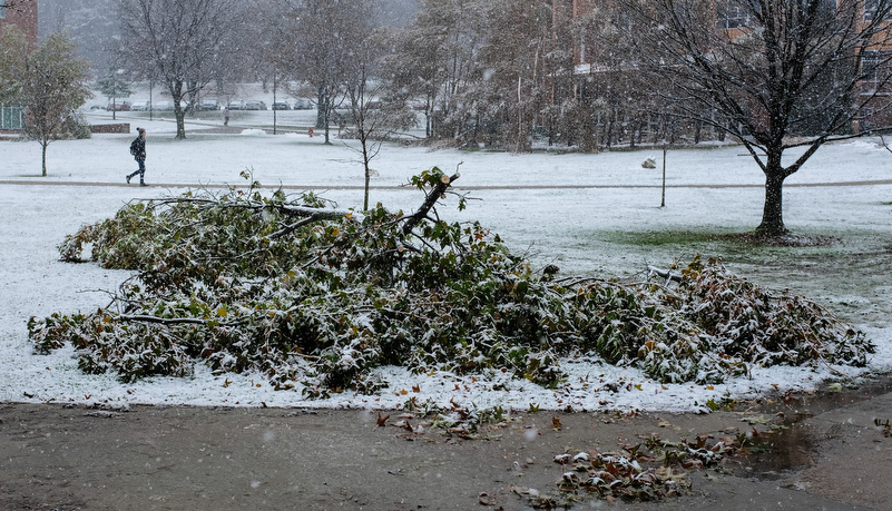 Facilities starts removing damaged trees