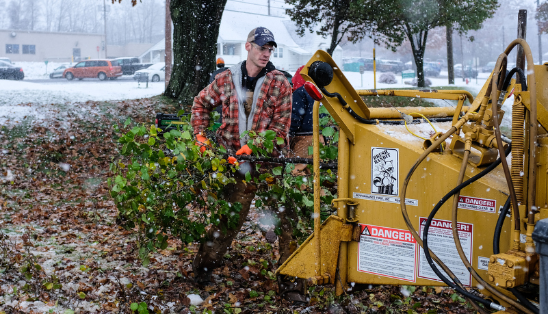 Facilities starts removing damaged trees