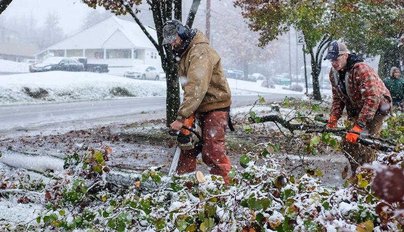 Facilities starts removing damaged trees