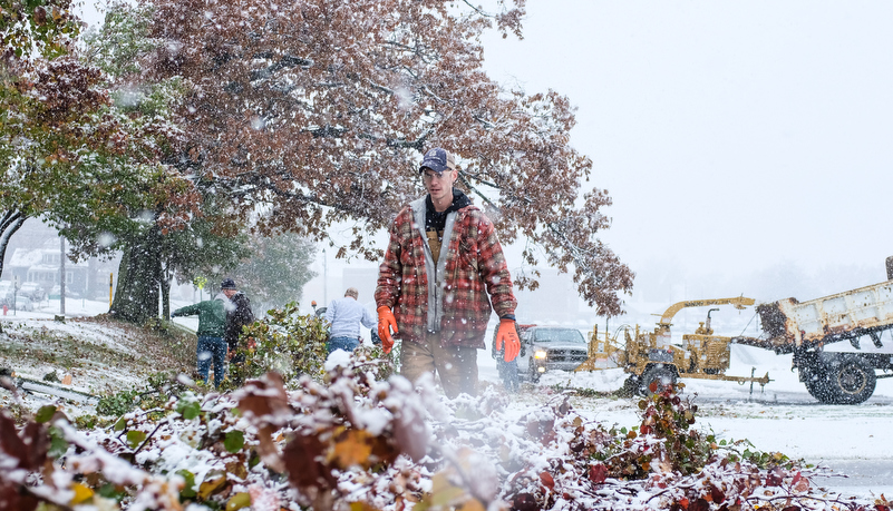 Facilities starts removing damaged trees