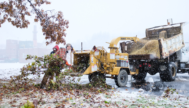 Facilities starts removing damaged trees