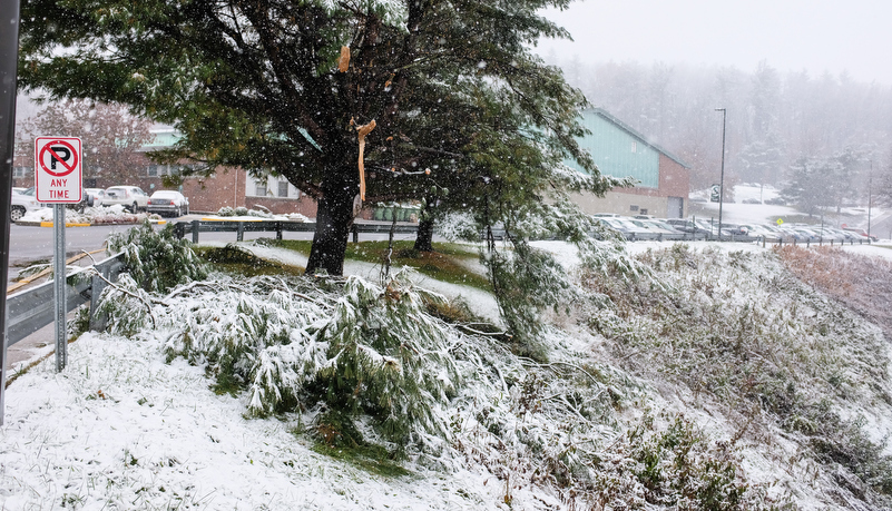 Facilities starts removing damaged trees