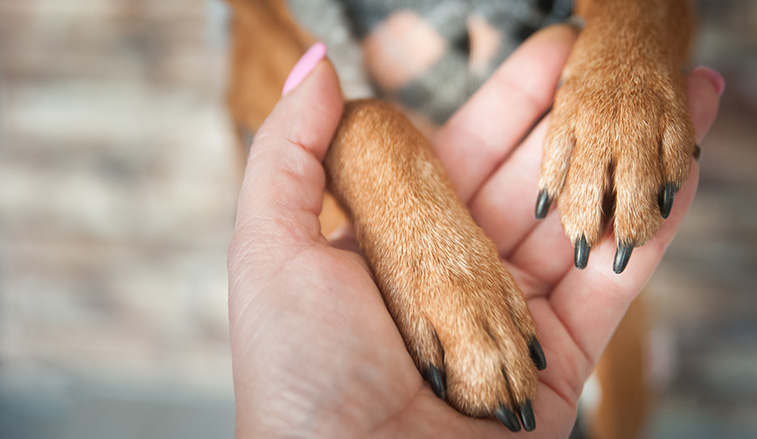 Hands holding paws