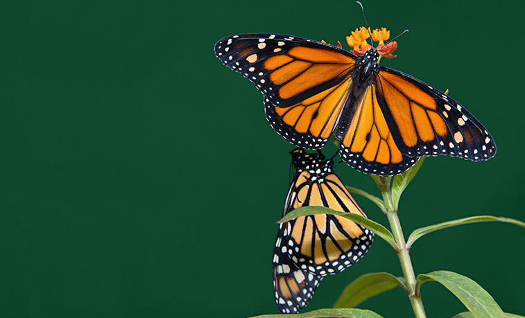 Monarch butterflies